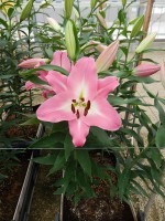 [5609 VH39 No01.JPG]